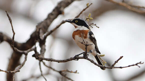 Image of Chinspot Batis