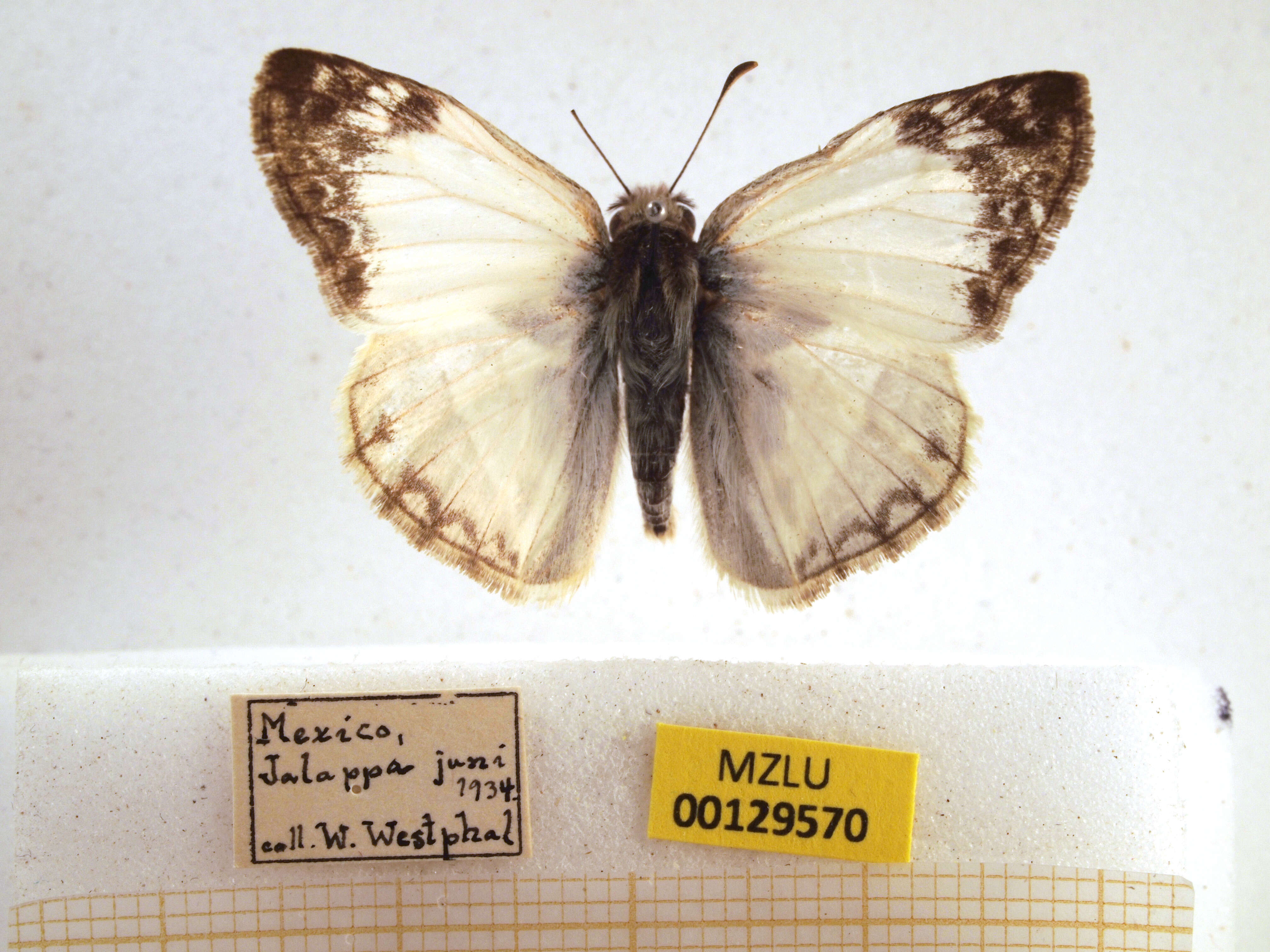 Image of Laviana White-Skipper