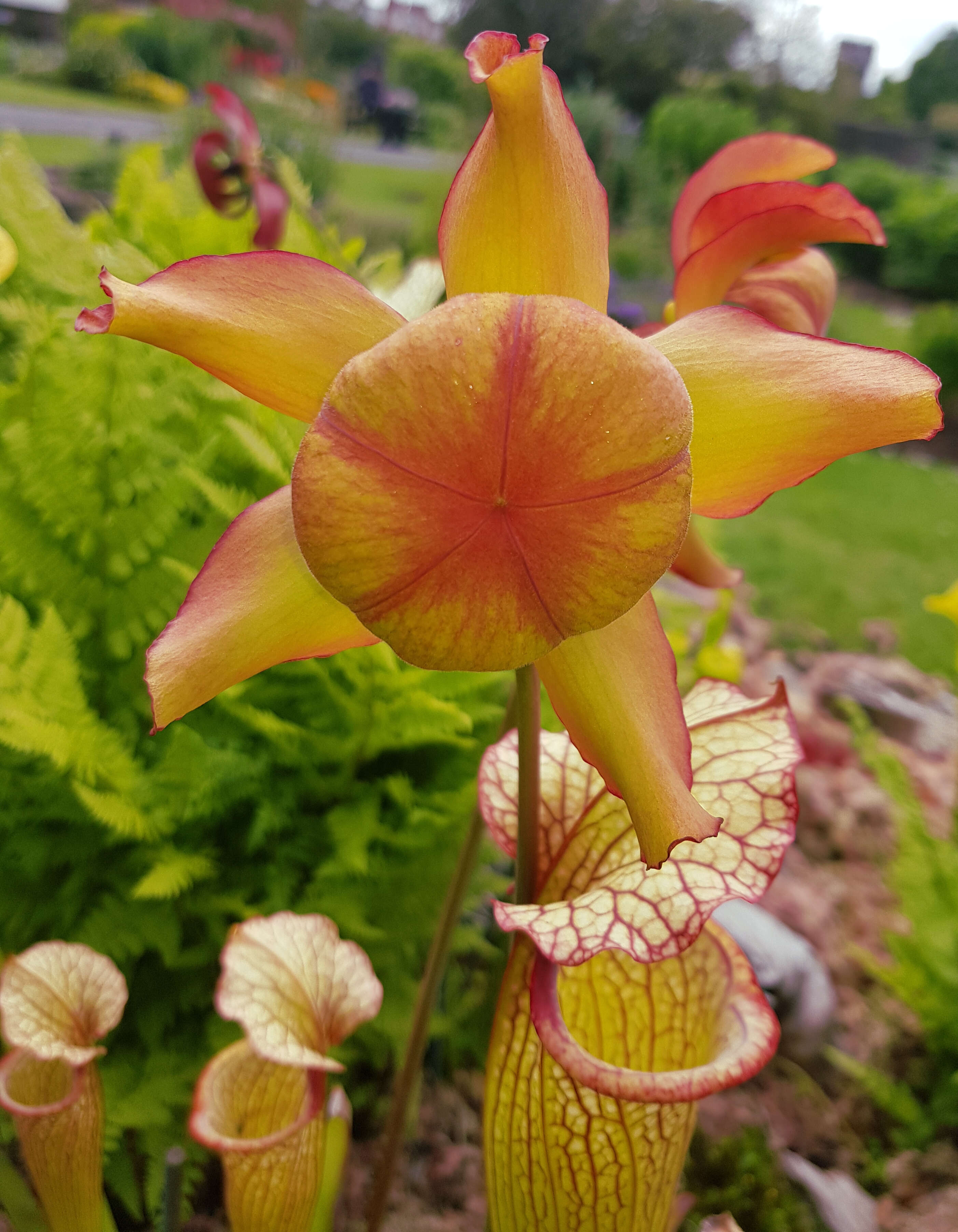 Image of Yellow pitcher plant