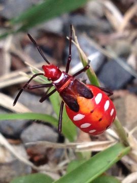 18.https www inaturalist org photos 1865118.580x360