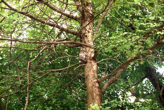 Image of African Scops Owl