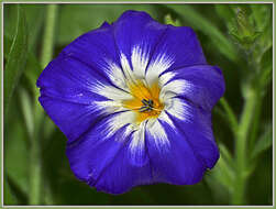 Image of Dwarf Morning Glory