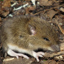 Image of yellow-necked mouse, yellow-necked field mouse