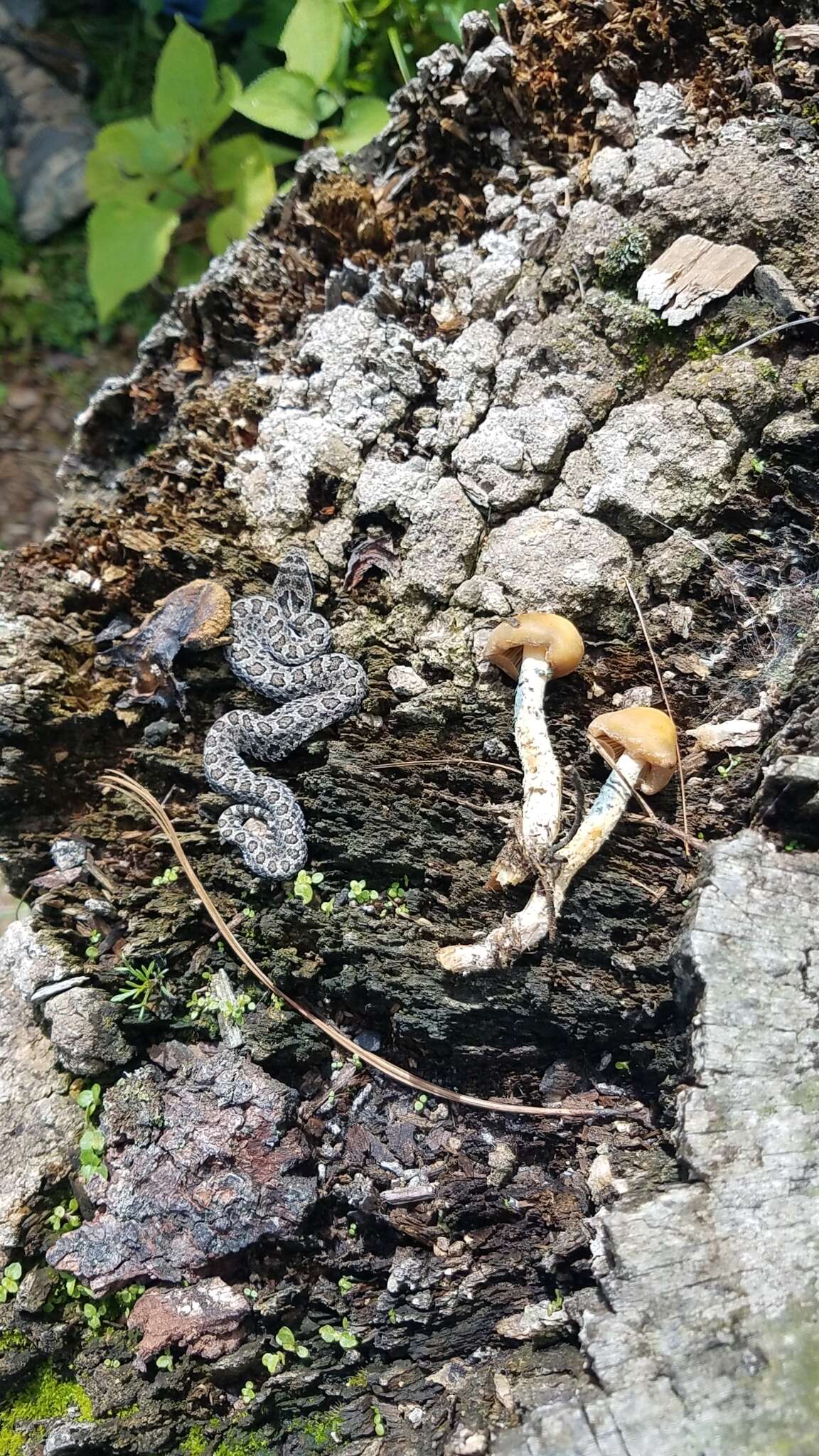 Image of Mexican small-headed rattlesnake