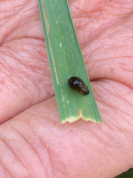 Image of Cereal leaf beetle