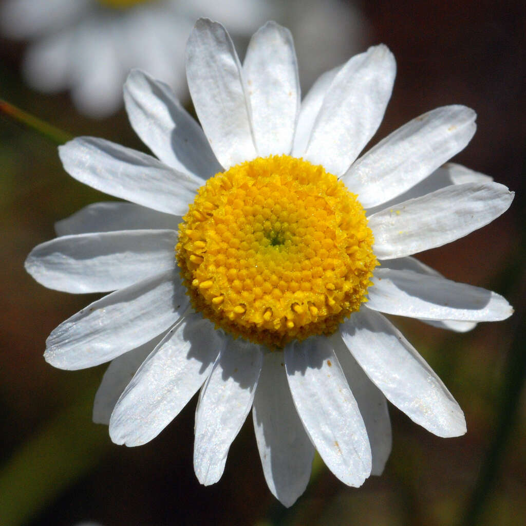 Image of Stylidiaceae