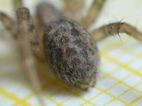 Image of Barn Funnel Weaver