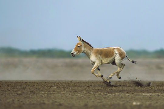 Image of Asian Wild Ass