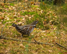 Image of <i>Bonasa bonasia</i>