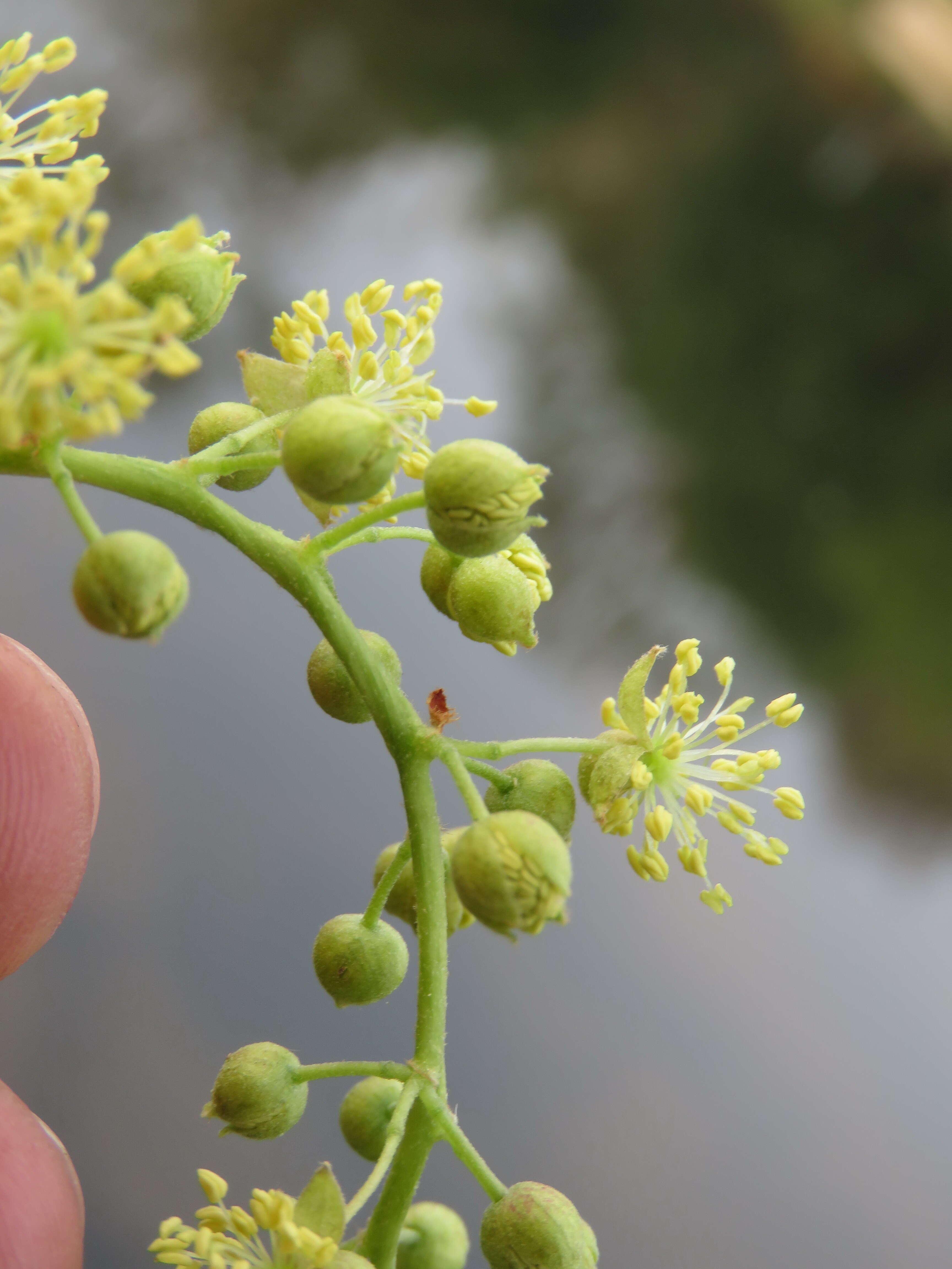 Imagem de Mallotus nudiflorus (L.) Kulju & Welzen