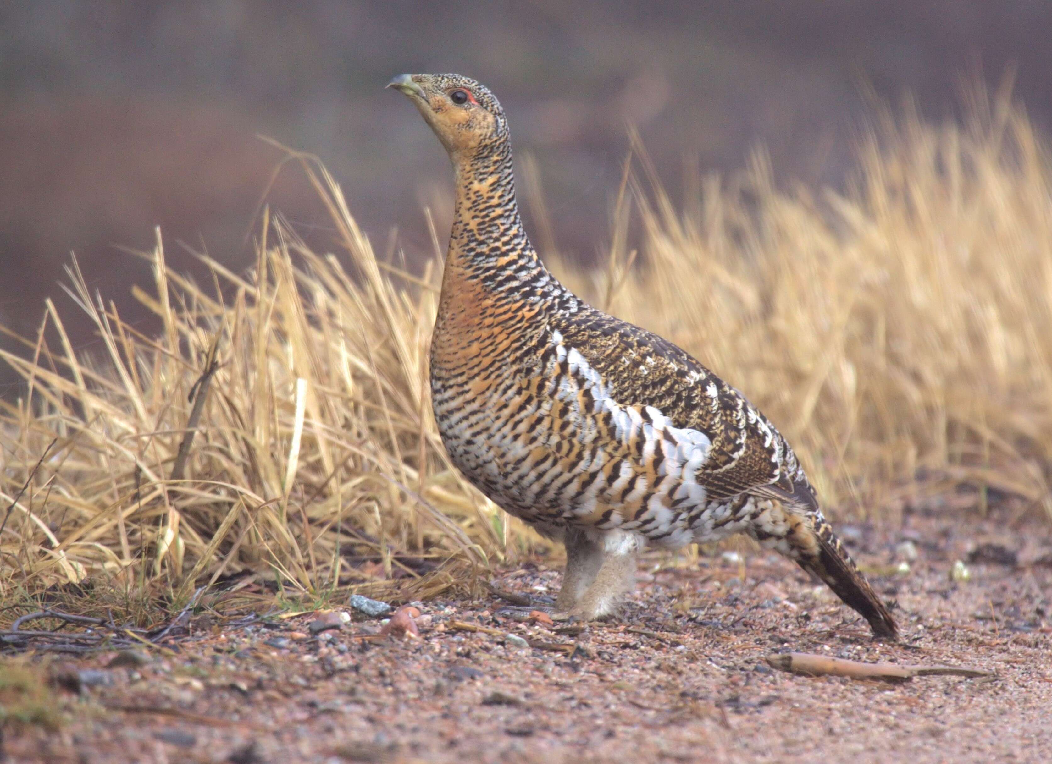 Image of Tetrao Linnaeus 1758