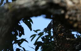 Image of Giant Nuthatch