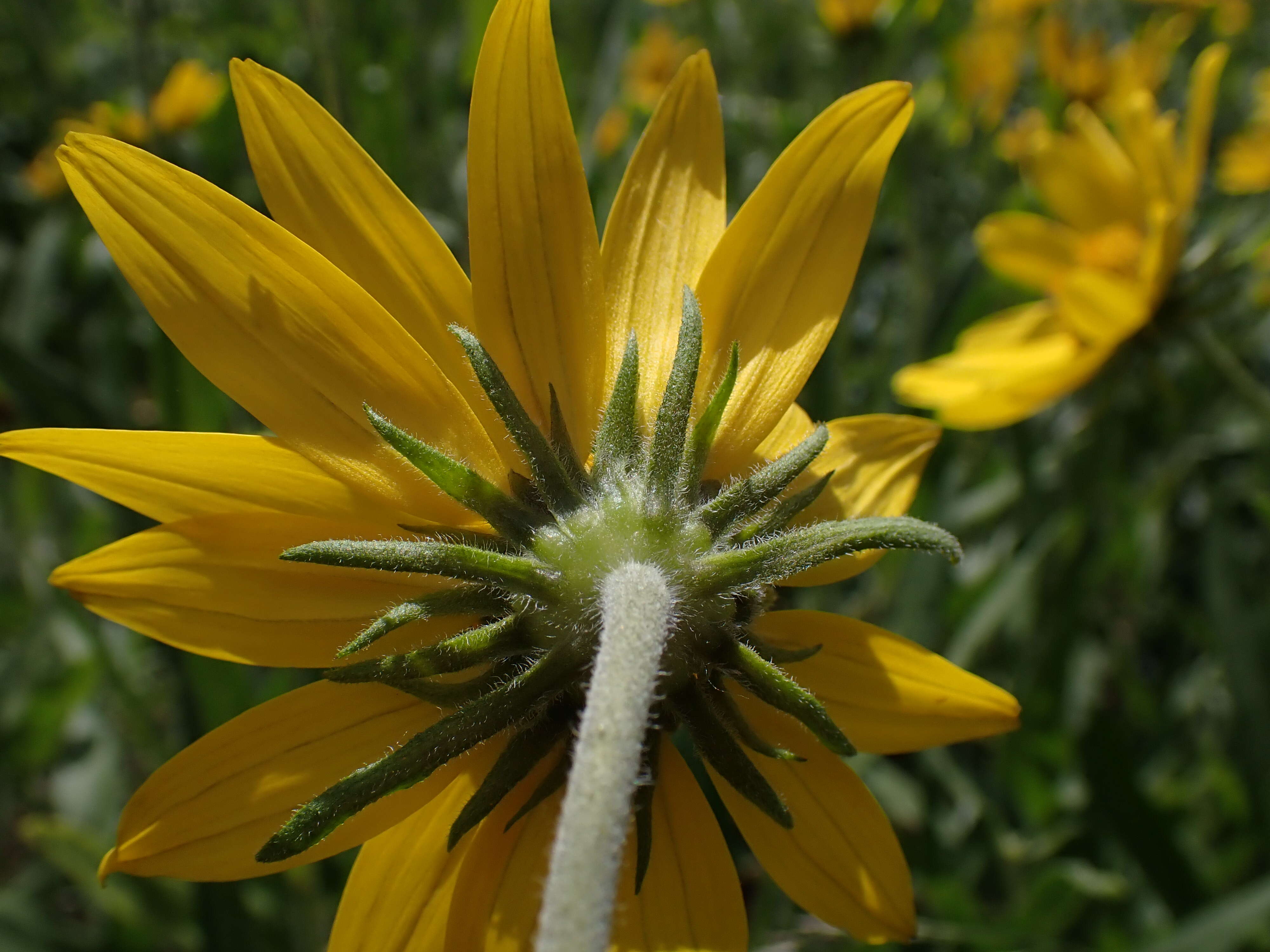 Sivun Helianthella uniflora (Nutt.) Torr. & A. Gray kuva