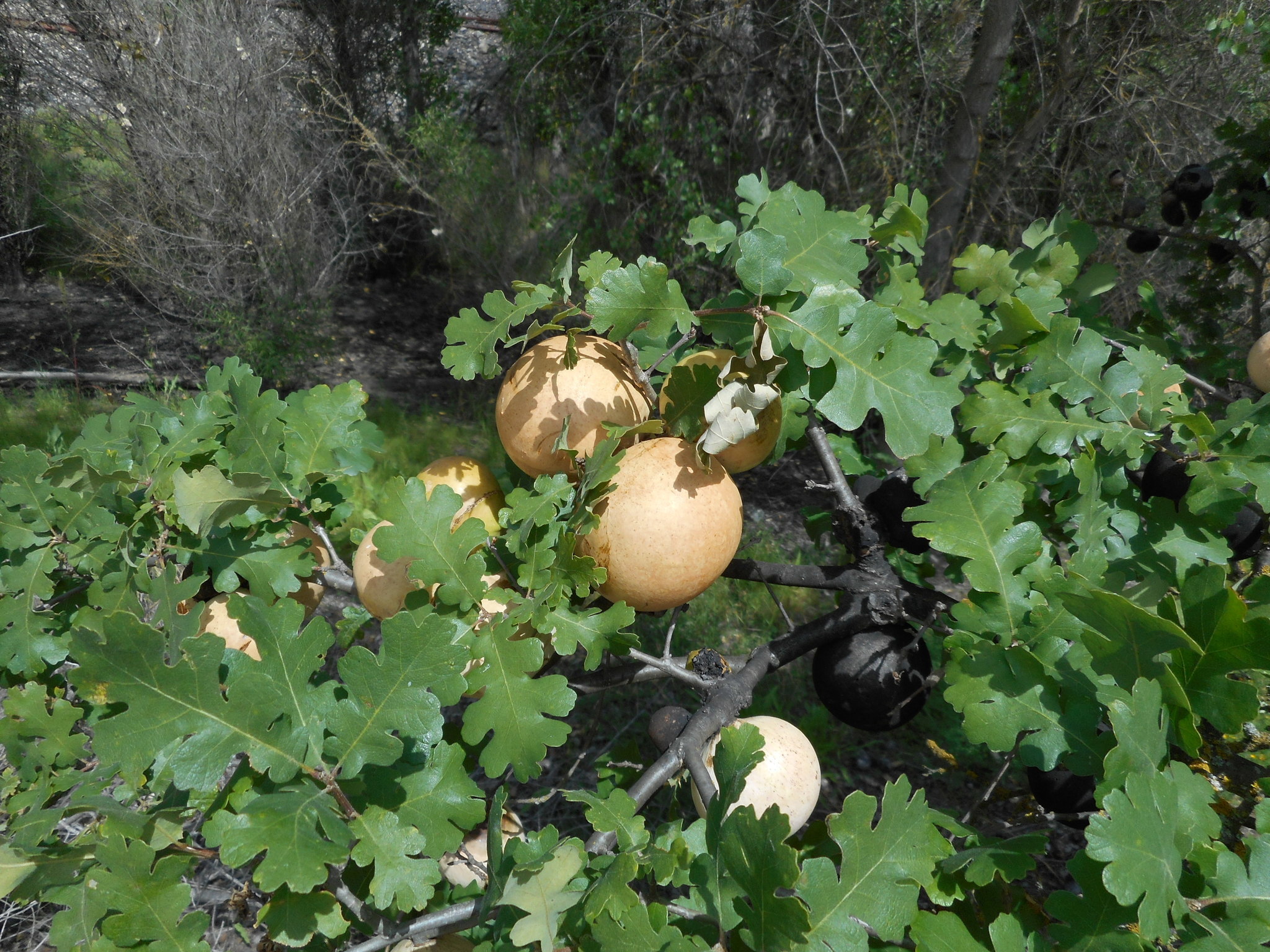 Image of California Gall Wasp