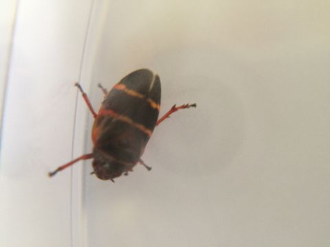 18.https www inaturalist org photos 1869052.580x360