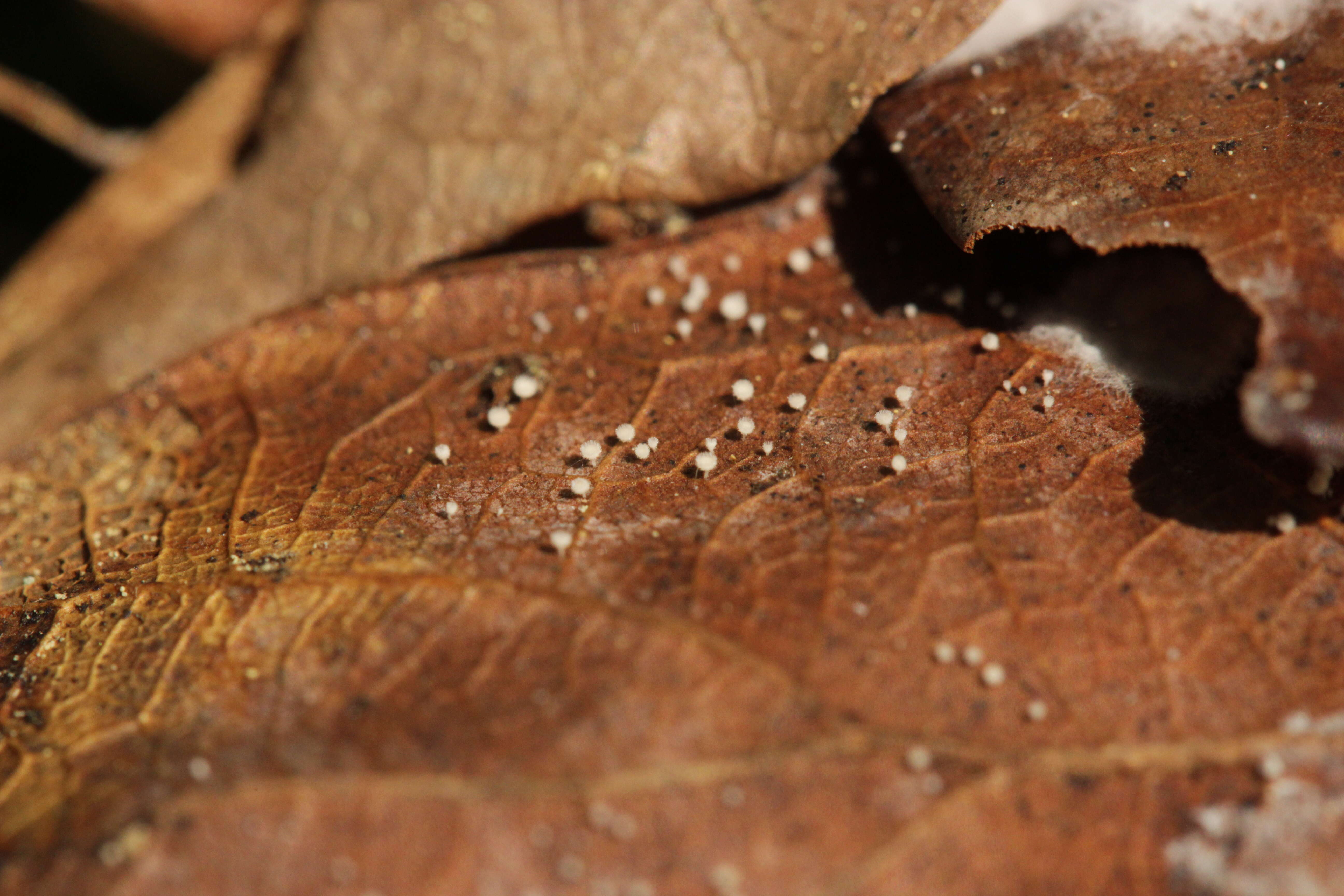 Plancia ëd Incrucipulum