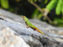 Image of Bark anole