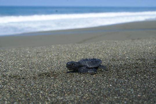 Image of Olive Ridley