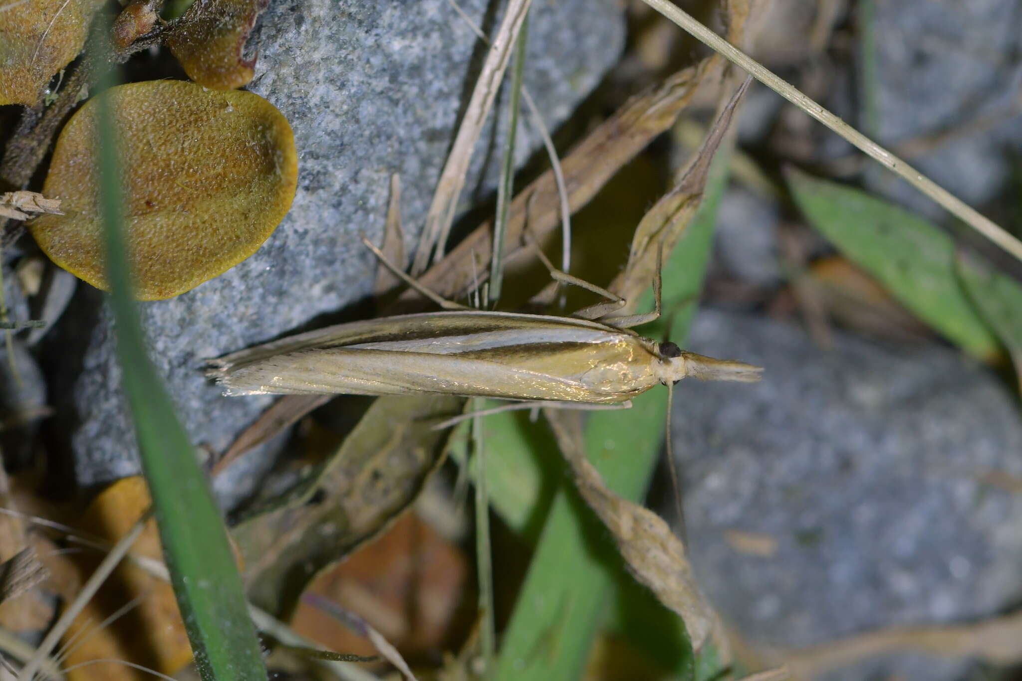 Image of Orocrambus simplex Butler 1877