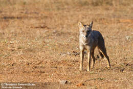 Image of golden jackal