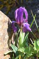 Image of Iris suaveolens Boiss. & Reut.