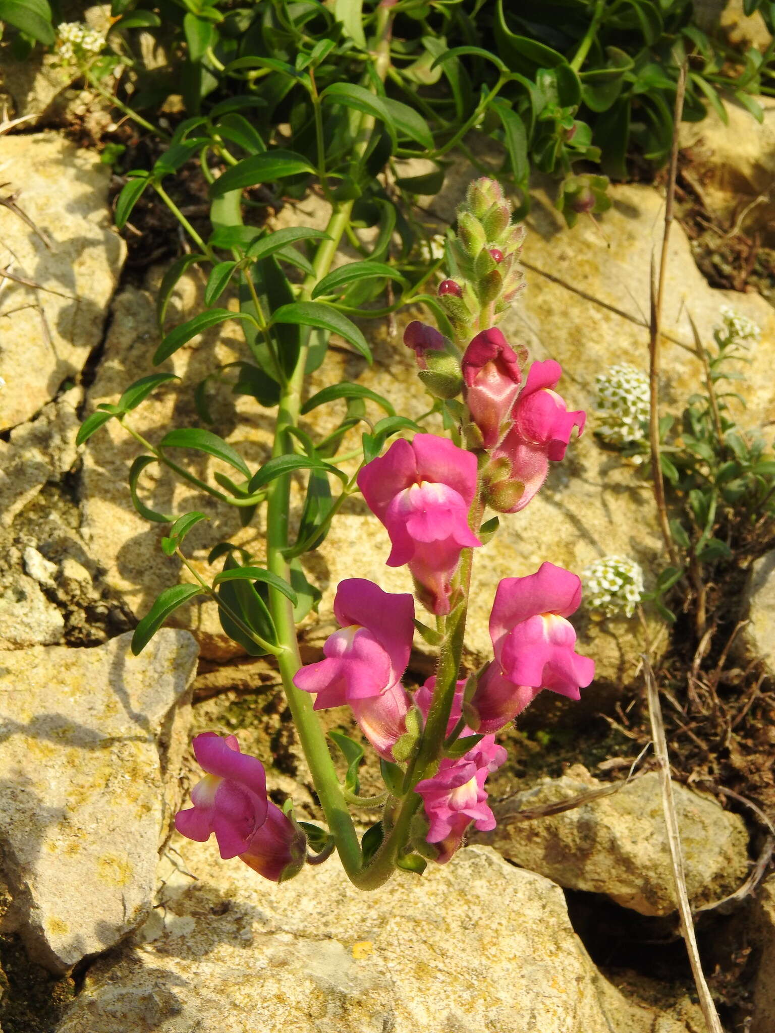 Image de Muflier à grandes fleurs