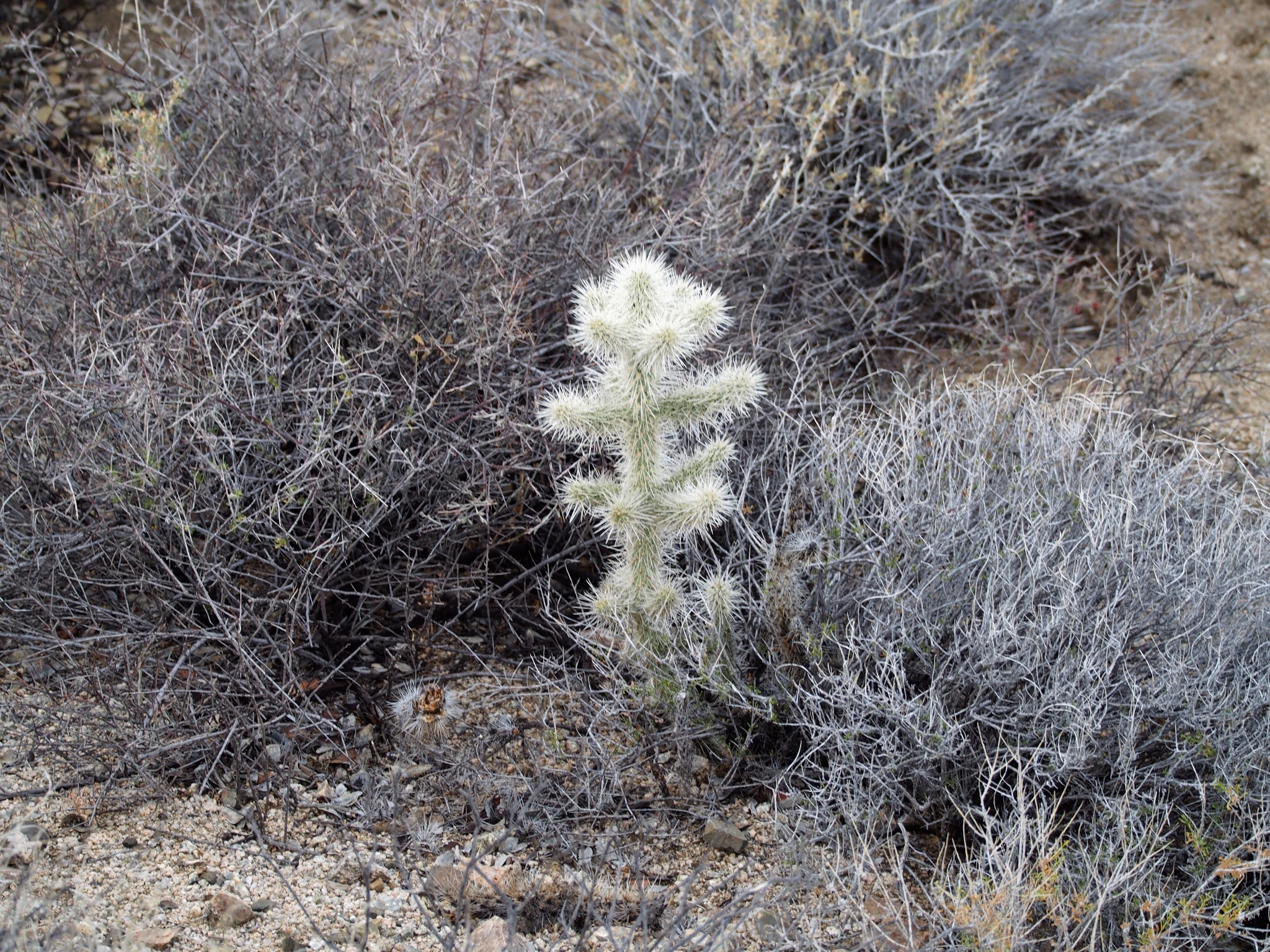 Image of <i>Cylindropuntia echinocarpa</i>