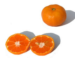 Image of Citrus reticulata