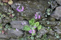 Image of Baby primula