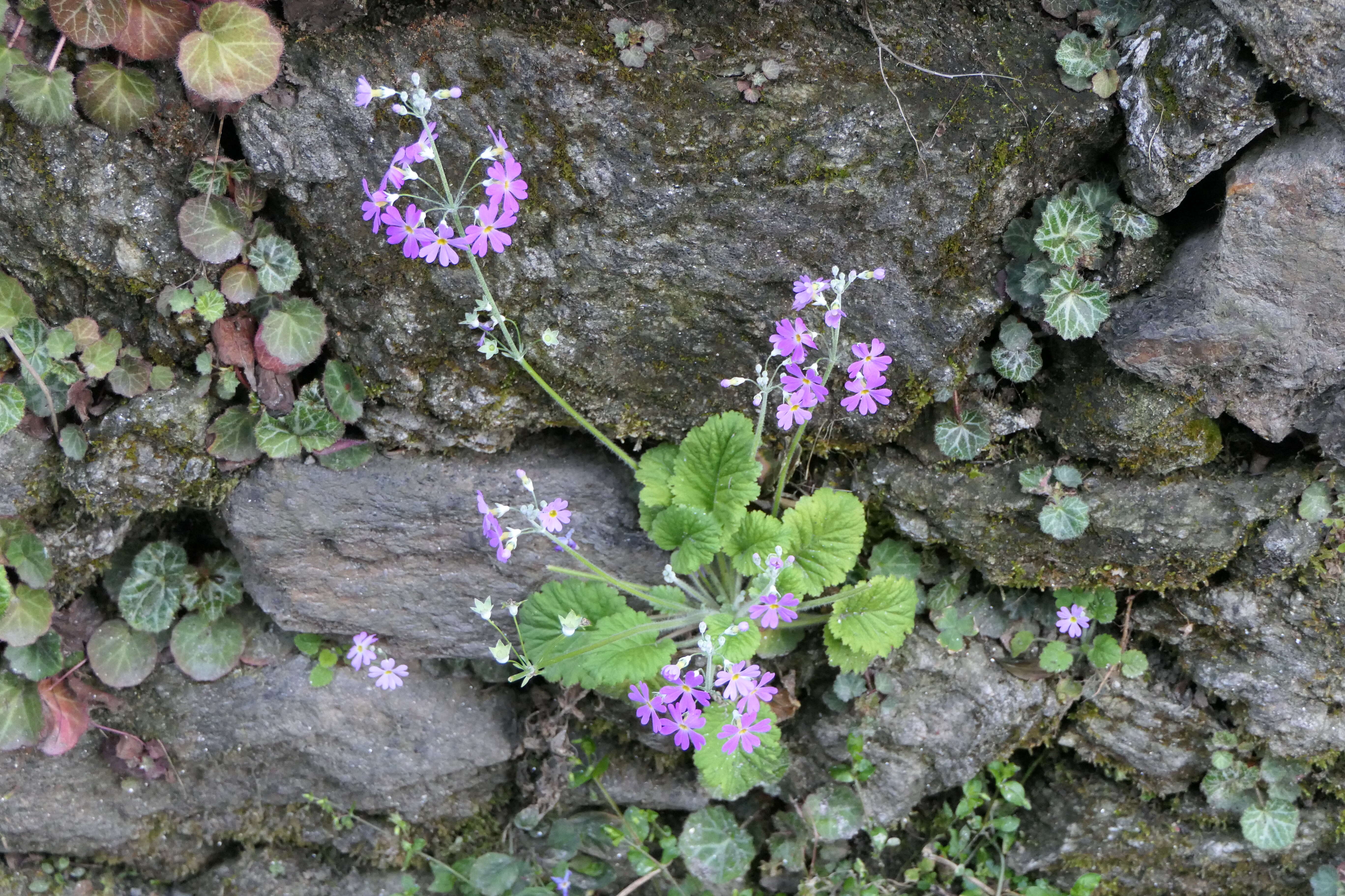 Image of Baby primula