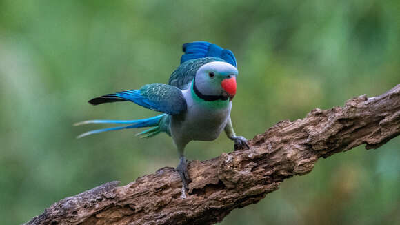 Image of Blue-winged Parakeet