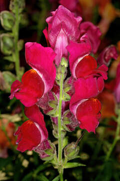 Plancia ëd Antirrhinum majus L.