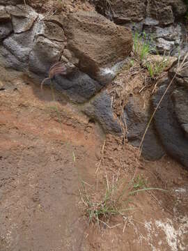 Image of swollen fingergrass