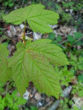 Image of sycamore maple