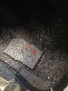 Image of <i>Pseudotriton ruber schencki</i>