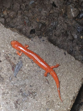 Image of <i>Pseudotriton ruber schencki</i>