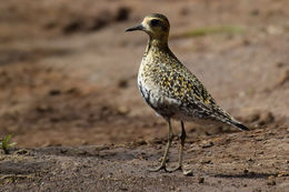 Image of Pacific golden plover