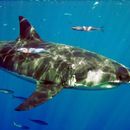 Image of Carcharodon carcharias (Linnaeus 1758)