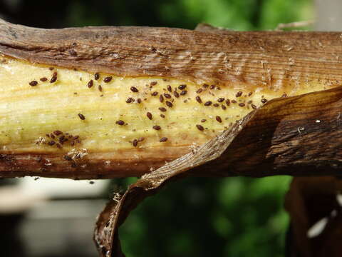 Image of Banana aphid