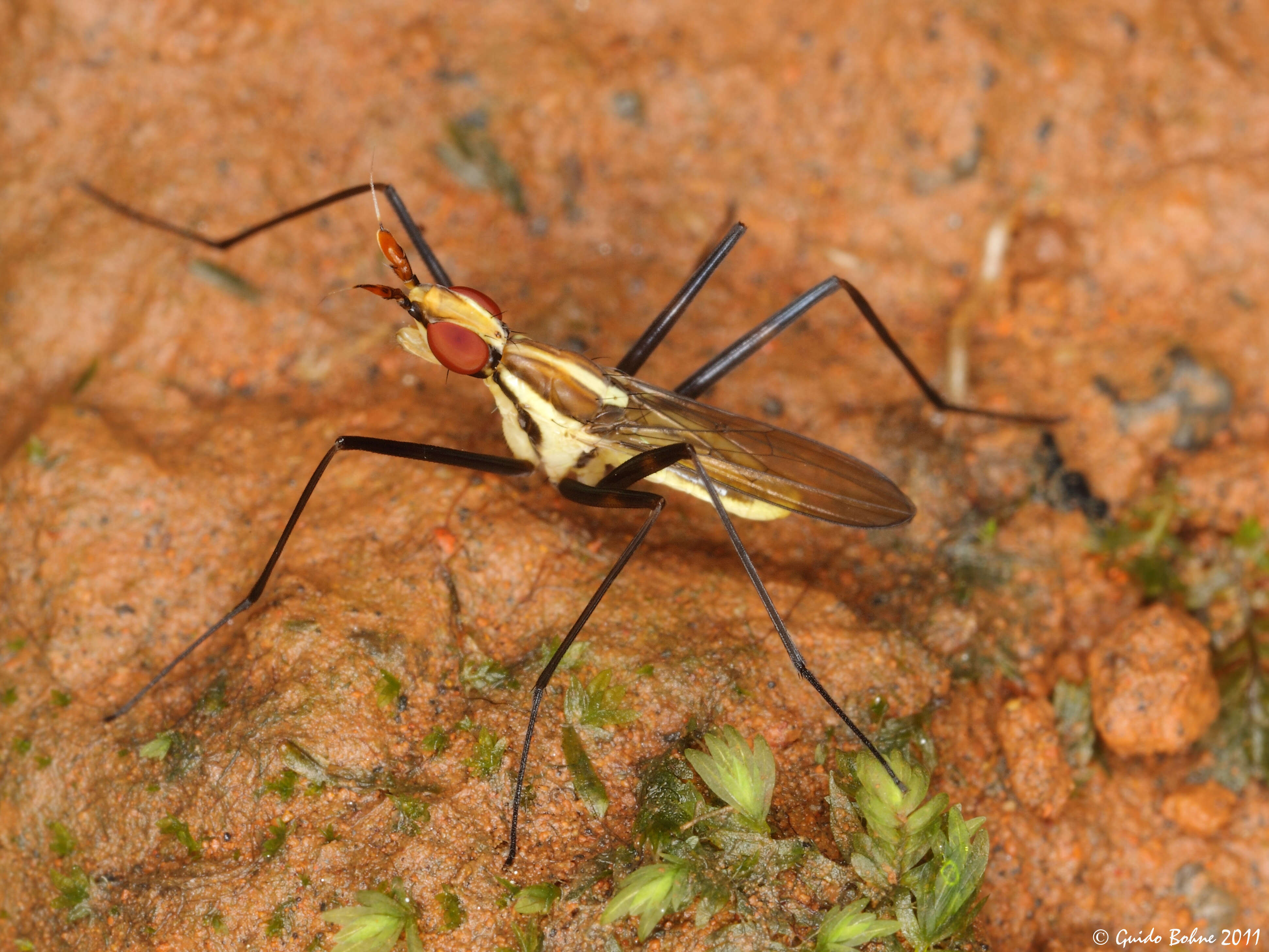 Plancia ëd Telostylinus lineolatus (Wiedemann 1830)