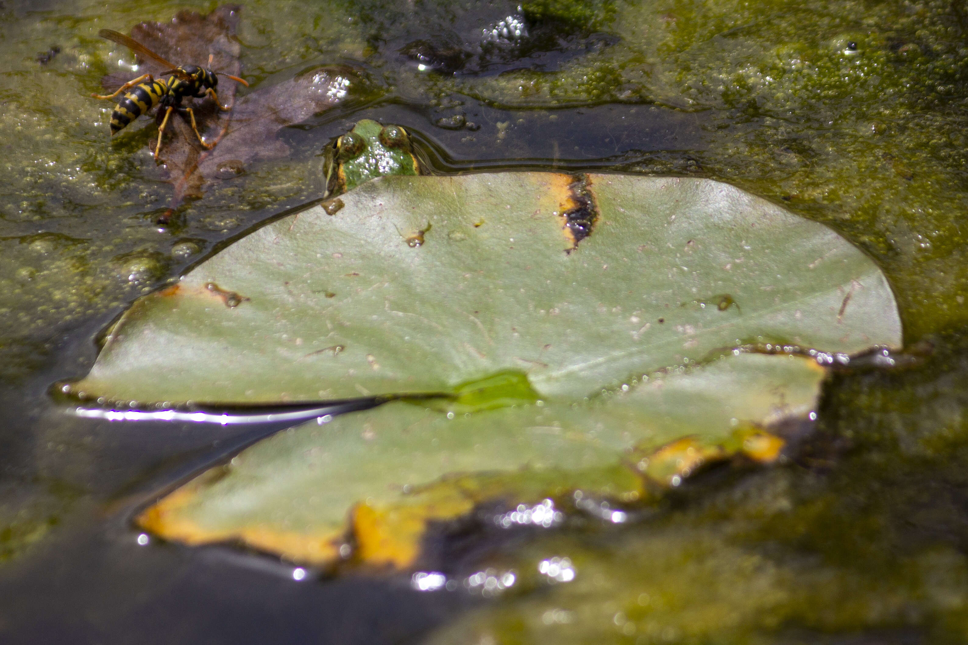 Image of waterlily