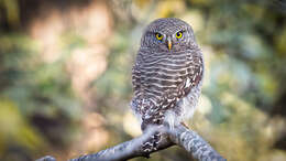 Image of Asian Barred Owlet