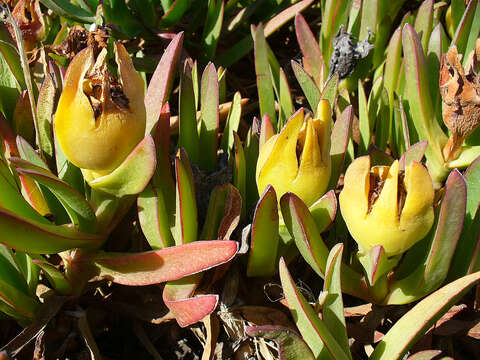 Image of Ice Plants