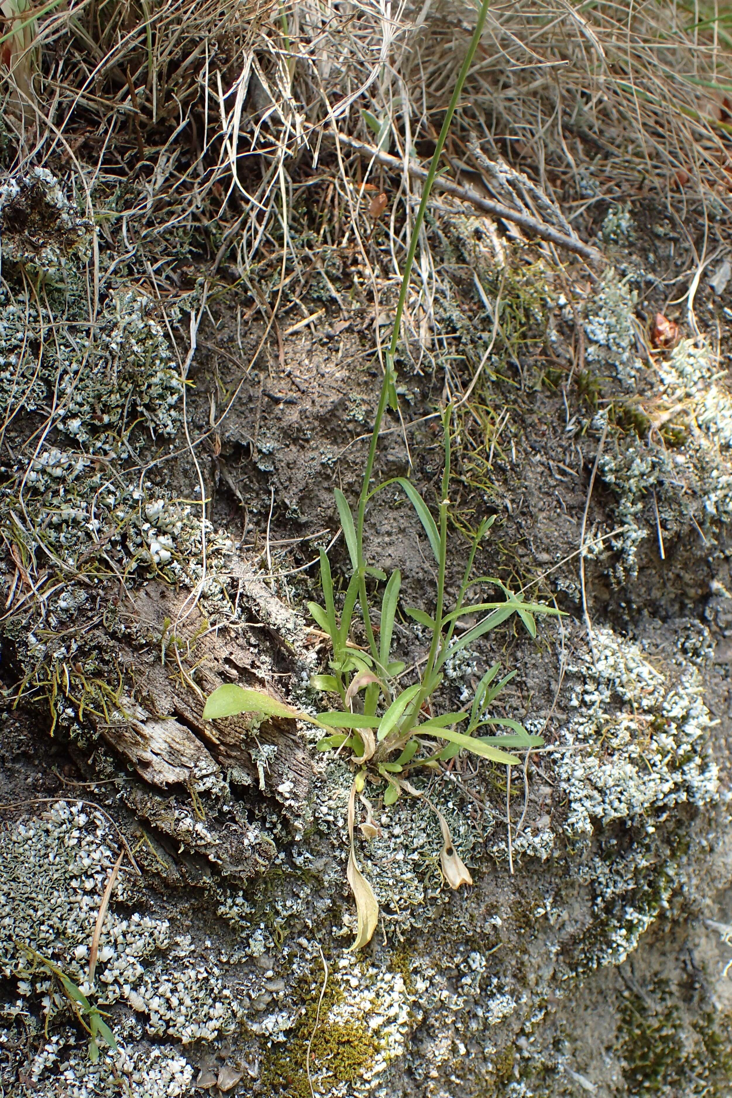 Image of French flax