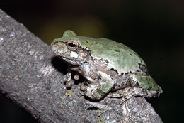 Image of cope's gray treefrog