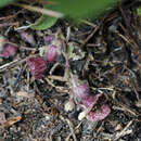 Sivun Aristolochia reticulata Nutt. kuva