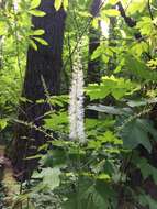 Image of tall bugbane