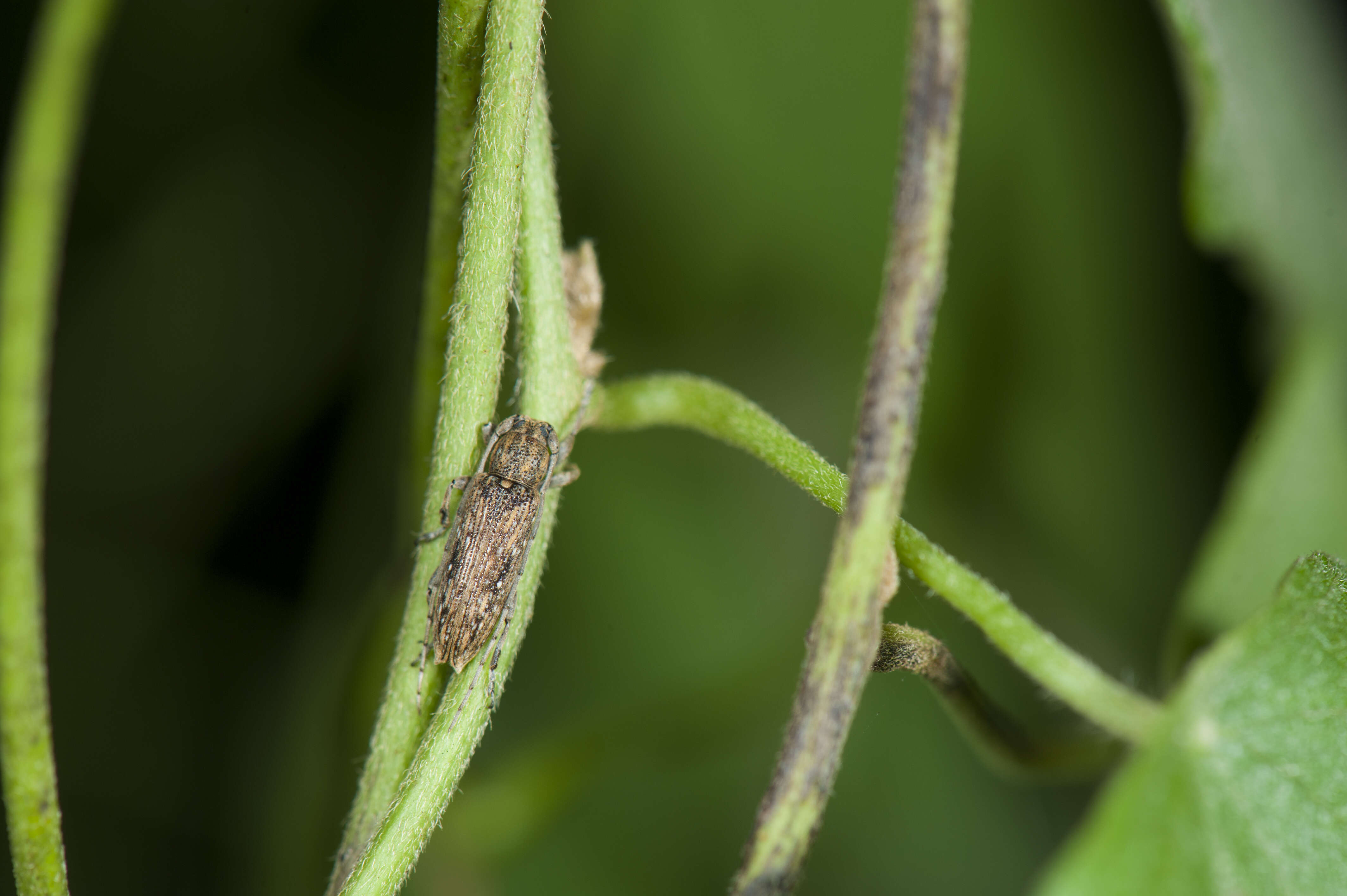 Mycerinopsis resmi