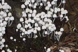 Image of Trooping Inkcaps