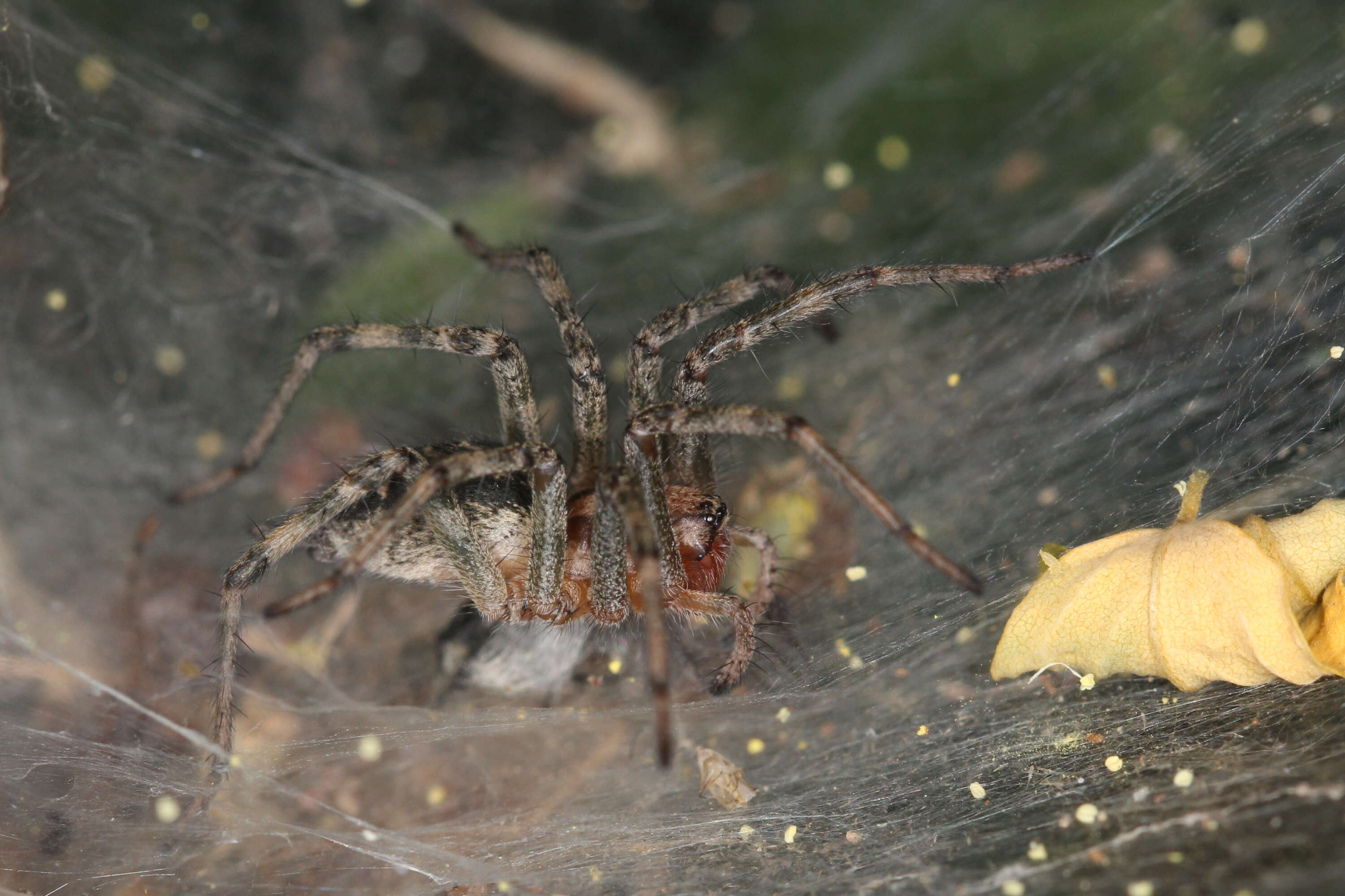 Image of Agelena labyrinthica (Clerck 1757)